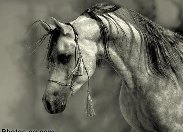 صورة تعبيرية